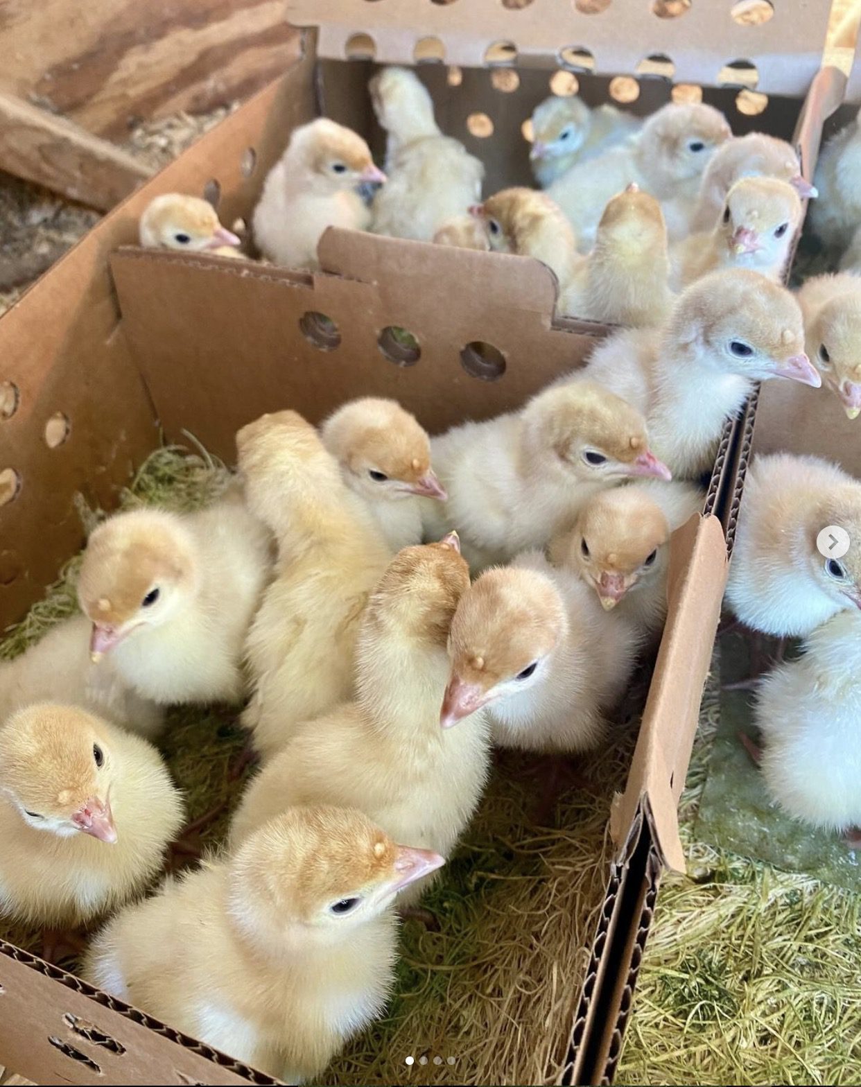 Baby Turkey Poults